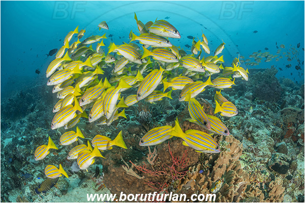 Bangka, Sulawesi, Indonesia, Reef, Lutjanus kasmira, Lutjanus, Lutjanidae, Bluestripe snapper, Snapper, Fish, Fish school