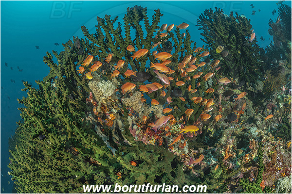 Bangka, Sulawesi, Indonesia, Tubastraea micrantha, Tubastraea, Dendrophylliidae, Black sun coral, Coral, Anthozoa, Cnidaria, Cnidarian, Reef, Pseudanthias squamipinnis, Pseudanthias, Serranidae, Lyretail Anthias, Sea goldie, Anthias, Fish, Fish school