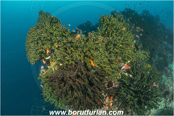 Bangka, Sulawesi, Indonesia, Tubastraea micrantha, Tubastraea, Dendrophylliidae, Black sun coral, Coral, Anthozoa, Cnidaria, Cnidarian, Reef