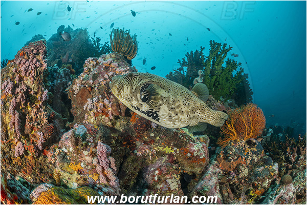 Bangka, Sulawesi, Indonesia, Arothron mappa, Arothron, Tetraodontidae, Map puffer, Puffer, Fish, Reef