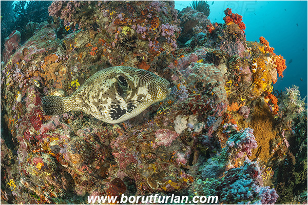 Bangka, Sulawesi, Indonesia, Arothron mappa, Arothron, Tetraodontidae, Map puffer, Puffer, Fish, Reef