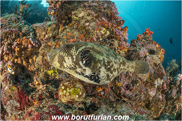 Bangka, Sulawesi, Indonesia, Arothron mappa, Arothron, Tetraodontidae, Map puffer, Puffer, Fish, Reef