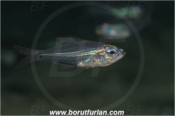 Bangka, Sulawesi, Indonesia, Parapriacanthus ransonneti, Parapriacanthus, Pempheridae, Glassfish, Glassy sweeper, Sweeper, Fish