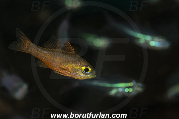 Bangka, Sulawesi, Indonesia, Parapriacanthus ransonneti, Parapriacanthus, Pempheridae, Glassfish, Glassy sweeper, Sweeper, Fish