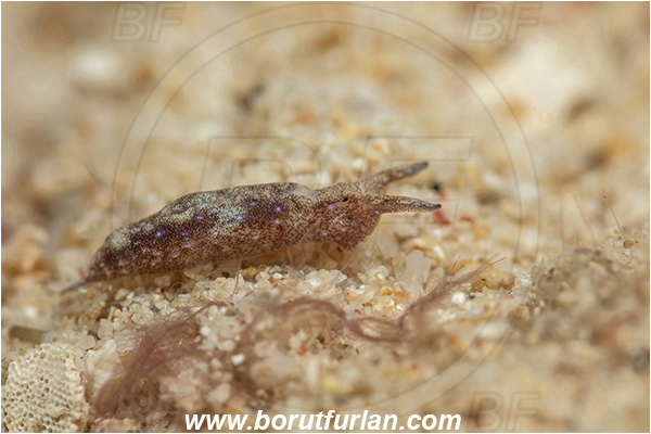 Bangka, Sulawesi, Indonesia, Elysia sp., Elysia, Plakobranchidae, Elysia nudibranch, Nudibranch, Sea slug, Gastropoda, Mollusca