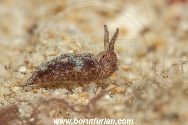 Bangka, Sulawesi, Indonesia, Elysia sp., Elysia, Plakobranchidae, Elysia nudibranch, Nudibranch, Sea slug, Gastropoda, Mollusca