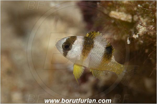 Bangka, Sulawesi, Indonesia, Amblypomacentrus breviceps, Amblypomacentrus, Pomacentridae, Black-Banded Damselfish, Damselfish, Fish