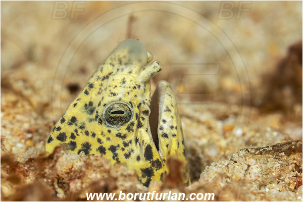 Bangka, Sulawesi, Indonesia, Callechelys marmorata, Callechelys, Ophichthidae, Marbled snake-eel, Snake-eel, Fish, Portrait