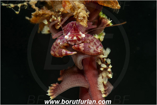 Bangka, Sulawesi, Indonesia, Porcellanella triloba, Porcellanella, Porcellanidae, Decapoda, Painted porcelain crab, Sea pen crab, Porcelain crab, Crab, Crustacea, Crustacean