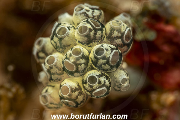 Bangka, Sulawesi, Indonesia, Perophora modificata, Perophora, Kott