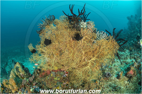 Bangka, Sulawesi, Indonesia, Melithaea sp., Melithaea, Melithaeidae, Sea fan, Coral, Cnidaria, Cnidarian, Reef