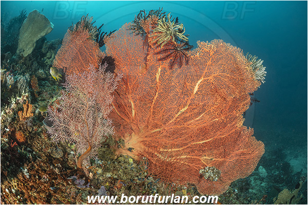 Bangka, Sulawesi, Indonesia, Annella mollis, Annella, Subergorgiidae, Gorgonian Sea Fan, Giant Sea Fan, Gorgonia, Anthozoa, Cnidaria, Cnidarian, Reef