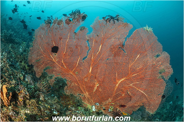 Bangka, Sulawesi, Indonesia, Annella mollis, Annella, Subergorgiidae, Gorgonian Sea Fan, Giant Sea Fan, Gorgonia, Anthozoa, Cnidaria, Cnidarian, Reef