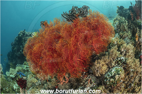 Bangka, Sulawesi, Indonesia, Melithaea sp., Melithaea, Melithaeidae, Sea fan, Coral, Cnidaria, Cnidarian, Reef