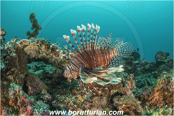 Bangka, Sulawesi, Indonesia, Pterois miles, Pterois, Scorpaenidae, Devil Firefish, Lionfish, Fish, Reef