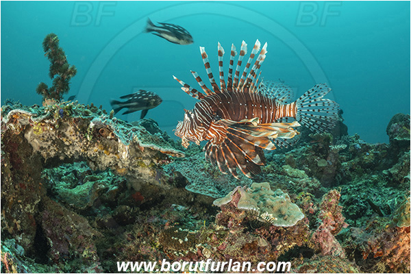 Bangka, Sulawesi, Indonesia, Pterois miles, Pterois, Scorpaenidae, Devil Firefish, Lionfish, Fish, Reef