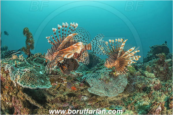 Bangka, Sulawesi, Indonesia, Pterois miles, Pterois, Scorpaenidae, Devil Firefish, Lionfish, Fish, Reef