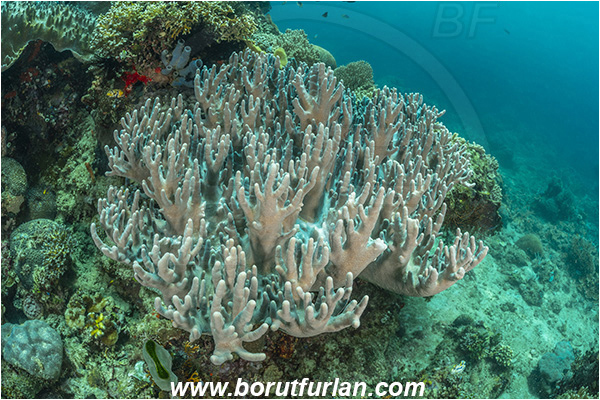 Bangka, Sulawesi, Indonesia, Sinularia sp., Sinularia, Alcyoniidae, Digitate leather coral, Leather coral, Coral, Cnidaria, Cnidarian, Reef