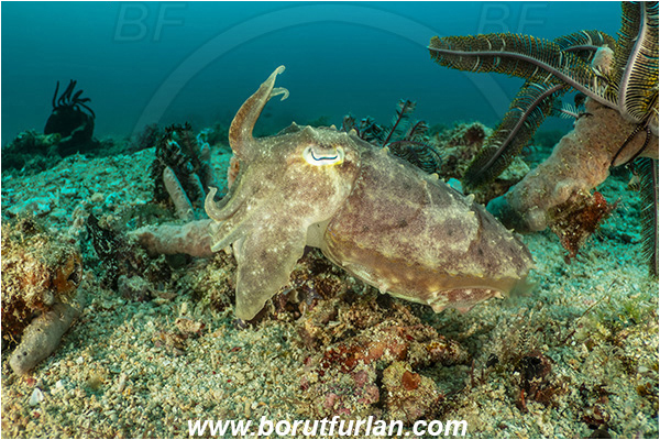 Bangka, Sulawesi, Indonesia, Sepia latimanus, Sepia, Sepiidae, Cephalopoda, Mollusca, Mollusc, Broadclub Cuttlefish, Cuttlefish, Reef