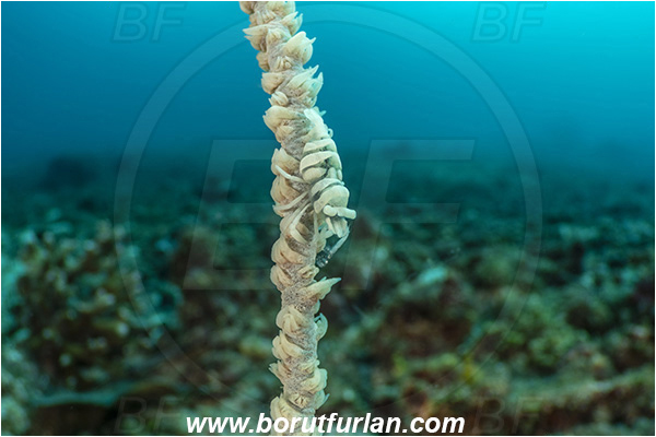 Bangka, Sulawesi, Indonesia, Pontonides unciger, Pontonides, Palaemonidae, Decapoda, Whip Coral Shrimp, Shrimp, Crustacea, Crustacean, Reef