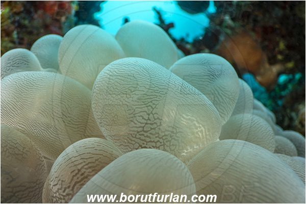 Bangka, Sulawesi, Indonesia, Plerogyra sinuosa, Plerogyra, Scleractinia, Bubble coral, Coral, Cnidaria, Cnidarian, Abstract