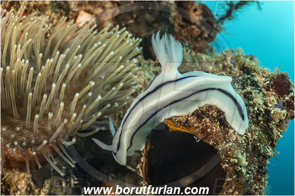 Bangka, Sulawesi, Indonesia, Chromodoris willani, Chromodoris, Chromodorididae, Willan