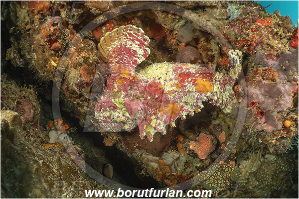 Bangka, Sulawesi, Indonesia, Synanceia verrucosa, Synanceia, Synanceiidae, Reef Stonefish, Stonefish, Fish