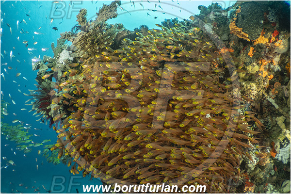 Bangka, Sulawesi, Indonesia, Parapriacanthus ransonneti, Parapriacanthus, Pempheridae, Glassfish, Glassy sweeper, Sweeper, Fish, Fish school, Reef