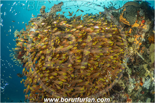 Bangka, Sulawesi, Indonesia, Parapriacanthus ransonneti, Parapriacanthus, Pempheridae, Glassfish, Glassy sweeper, Sweeper, Fish, Fish school, Reef