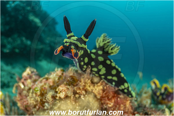 Bangka, Sulawesi, Indonesia, Nembrotha kubaryana, Nembrotha, Polyceridae, Polycerid nudibranch, Dusky Nembrotha, Variable neon slug, Nudibranch, Sea slug, Gastropoda, Mollusca, Mollusc, Reef