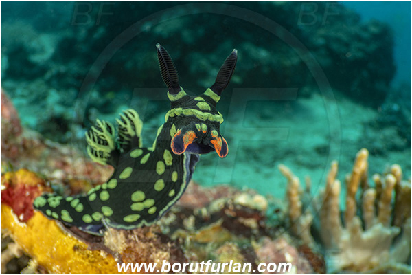 Bangka, Sulawesi, Indonesia, Nembrotha kubaryana, Nembrotha, Polyceridae, Polycerid nudibranch, Dusky Nembrotha, Variable neon slug, Nudibranch, Sea slug, Gastropoda, Mollusca, Mollusc, Reef