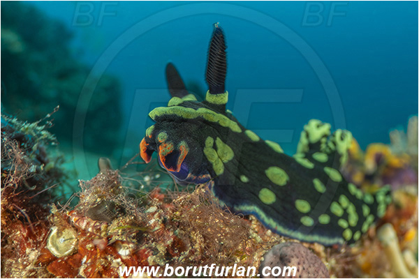 Bangka, Sulawesi, Indonesia, Nembrotha kubaryana, Nembrotha, Polyceridae, Polycerid nudibranch, Dusky Nembrotha, Variable neon slug, Nudibranch, Sea slug, Gastropoda, Mollusca, Mollusc, Reef