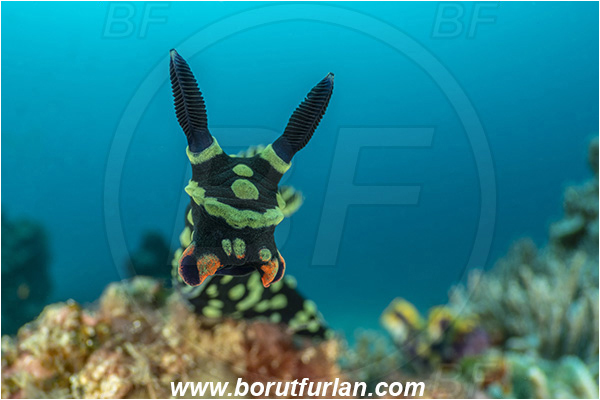 Bangka, Sulawesi, Indonesia, Nembrotha kubaryana, Nembrotha, Polyceridae, Polycerid nudibranch, Dusky Nembrotha, Variable neon slug, Nudibranch, Sea slug, Gastropoda, Mollusca, Mollusc, Reef, Portrait