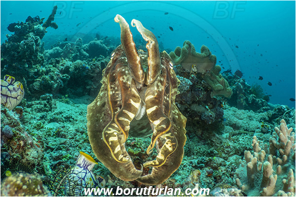 Bangka, Sulawesi, Indonesia, Sepia latimanus, Sepia, Sepiidae, Cephalopoda, Mollusca, Mollusc, Broadclub Cuttlefish, Cuttlefish, Reef