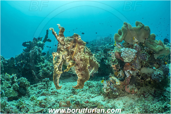 Bangka, Sulawesi, Indonesia, Sepia latimanus, Sepia, Sepiidae, Cephalopoda, Mollusca, Mollusc, Broadclub Cuttlefish, Cuttlefish, Reef