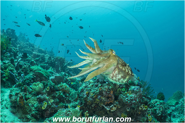 Bangka, Sulawesi, Indonesia, Sepia latimanus, Sepia, Sepiidae, Cephalopoda, Mollusca, Mollusc, Broadclub Cuttlefish, Cuttlefish, Reef