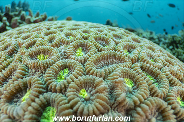 Bangka, Sulawesi, Indonesia, Favia sp., Favia, Faviidae, Coral, Anthozoa, Cnidaria, Cnidarian, Abstract, Reef