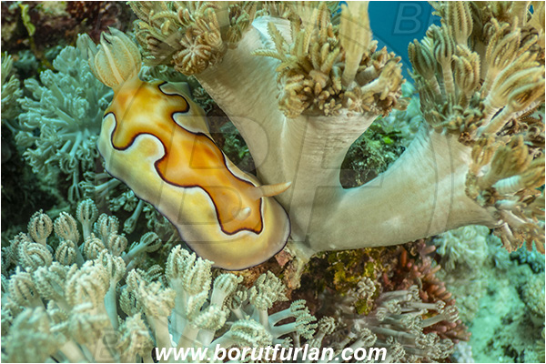 Bangka, Sulawesi, Indonesia, Goniobranchus coi, Goniobranchus, Chromodorididae, Coi
