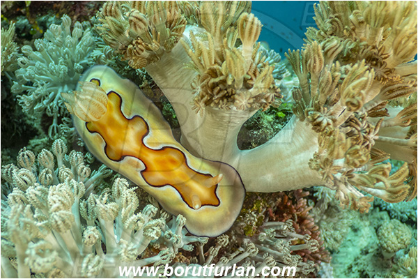Bangka, Sulawesi, Indonesia, Goniobranchus coi, Goniobranchus, Chromodorididae, Coi