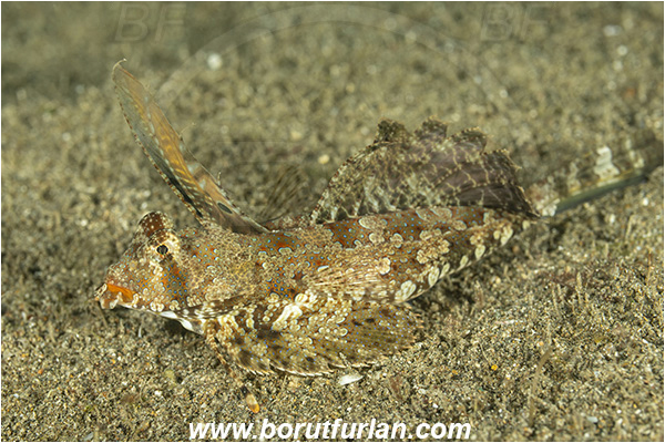 Bangka, Sulawesi, Indonesia, Dactylopus kuiteri, Dactylopus, Callionymidae, Orange & Black Dragonet, Dragonet, Fish