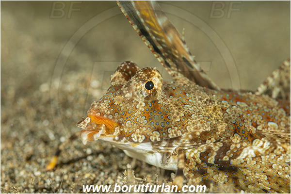 Bangka, Sulawesi, Indonesia, Dactylopus kuiteri, Dactylopus, Callionymidae, Orange & Black Dragonet, Dragonet, Fish, Portrait