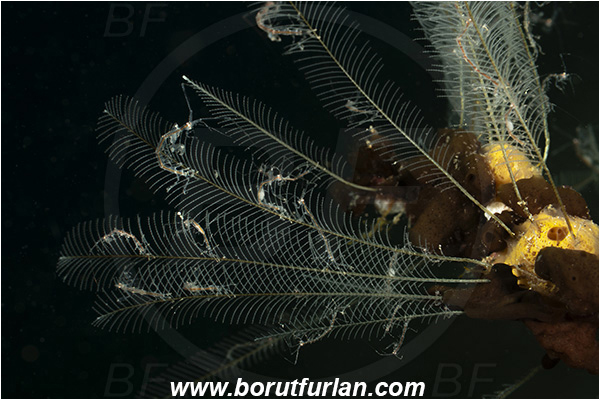 Bangka, Sulawesi, Indonesia, Aglaophenia, Aglaopheniidae, Hydrozoa, Cnidaria, Cnidarian, Hydroid, Caprellidae, Amphipoda, Crustacea, Crustacean, Skeleton shrimp