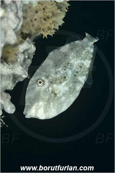 Bangka, Sulawesi, Indonesia, Aluterus monoceros, Aluterus, Monacanthidae, Unicorn leatherjacket, Unicorn filefish, Filefish, Fish