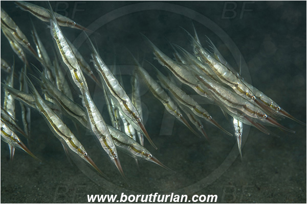 Bangka, Sulawesi, Indonesia, Aeoliscus strigatus, Aeoliscus, Centriscidae, Jointed Razorfish, Razorfish, Fish, Fish school