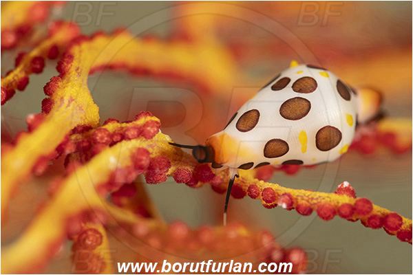 Bangka, Sulawesi, Indonesia, Cuspivolva platysia, Cuspivolva, Ovulidae, Black-spotted egg cowry, Cowry, Sea snail, Gastropoda, Mollusca, Mollusc