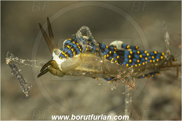 Bangka, Sulawesi, Indonesia, Trinchesia yamasui, Trinchesia, Trinchesiidae, Aeolid nudibranch, Nudibranch, Sea slug, Gastropoda, Mollusca, Mollusc