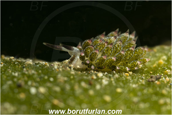 Bangka, Sulawesi, Indonesia, Costasiella kuroshimae, Costasiella, Costasiellidae, Shaun the sheep nudibranch, Nudibranch, Sea slug, Gastropoda, Mollusca, Mollusc