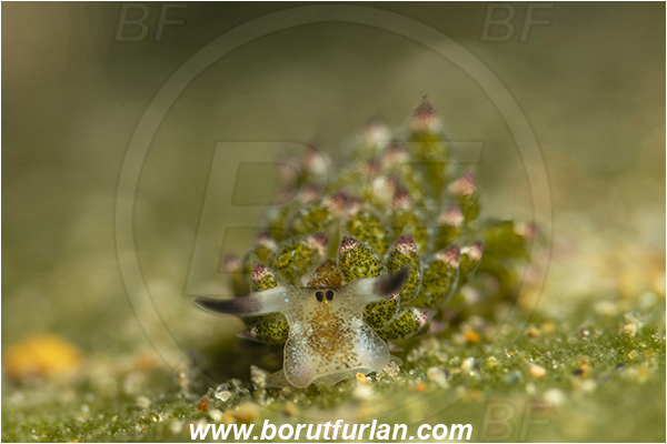 Bangka, Sulawesi, Indonesia, Costasiella kuroshimae, Costasiella, Costasiellidae, Shaun the sheep nudibranch, Nudibranch, Sea slug, Gastropoda, Mollusca, Mollusc