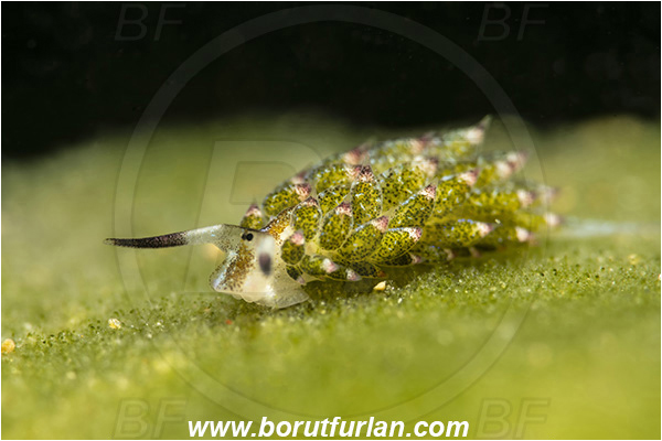Bangka, Sulawesi, Indonesia, Costasiella kuroshimae, Costasiella, Costasiellidae, Shaun the sheep nudibranch, Nudibranch, Sea slug, Gastropoda, Mollusca, Mollusc
