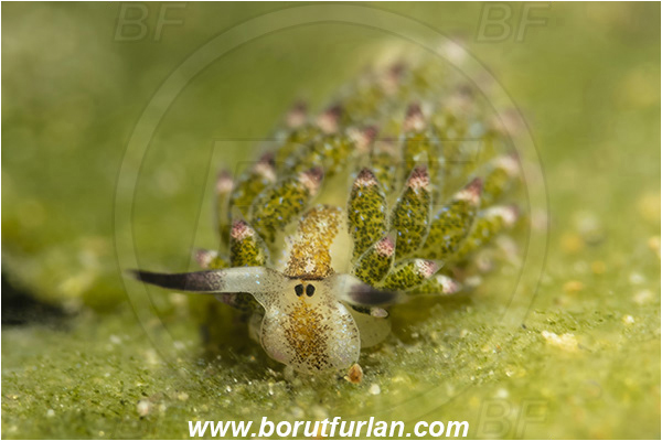 Bangka, Sulawesi, Indonesia, Costasiella kuroshimae, Costasiella, Costasiellidae, Shaun the sheep nudibranch, Nudibranch, Sea slug, Gastropoda, Mollusca, Mollusc